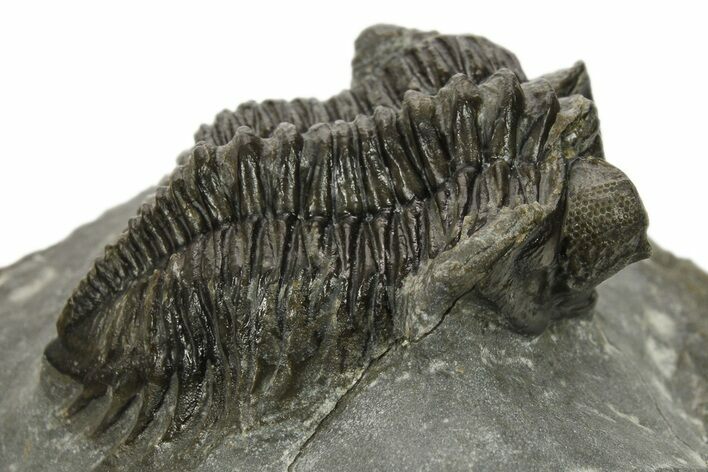 Coltraneia Trilobite Fossil - Huge Faceted Eyes #225338